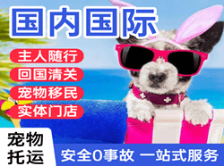 伊宁空运国际宠物托运 【国